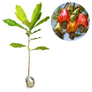 Jambu Monyet (Jambu Mete)