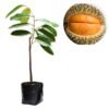 Durian Simas - Gambar 2