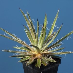 Agave Leopoldii