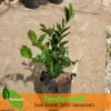 Cocoplum - Gambar 3