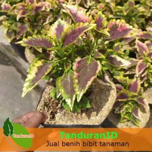 Bunga Miana Lidah Merah Hati