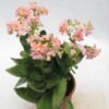 Kalanchoe Pink - Gambar 2