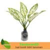 Aglaonema Snow White - Gambar 3