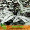 Calathea Sisir - Gambar 2