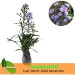 Aster Pikok Ungu