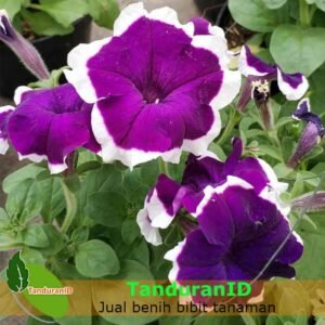 Purple Stripe Petunia