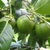 Sawo Hitam (Black Sapote Okulasi) - Gambar 2