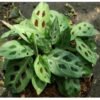 Calathea Tricolour - Gambar 2