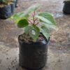 Kiwi - Gambar 2