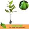 Jambu Air Super Green - Gambar 2