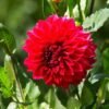 Dahlia Merah - Gambar 2