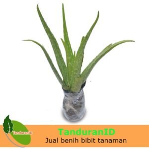 Lidah Buaya
