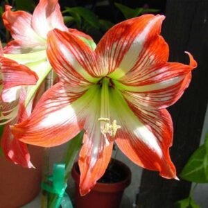 Amaryllis Snowflake