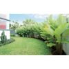 Pisang Calathea - Gambar 2