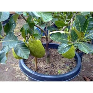 Nangka Mini (Dwarf Jackfruit)