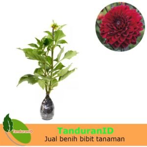 Dahlia Merah