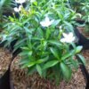 Rombusa Mini - Gambar 2
