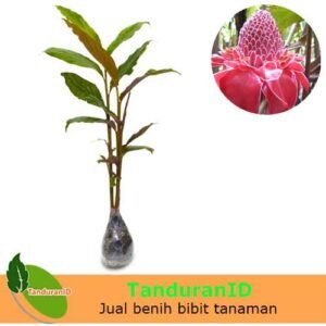 Kecombrang