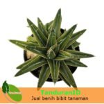 Agave Victoriae