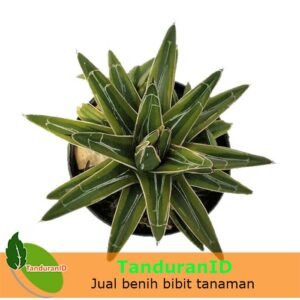 Agave Victoriae