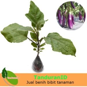 Terong Ungu