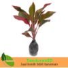 Aglaonema Lipstick - Gambar 2