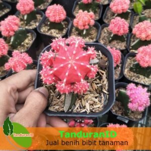 Kaktus Red Siklam