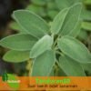 Daun Sage - Gambar 2