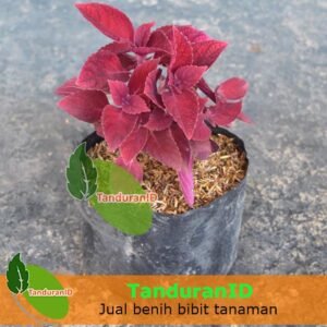 Bunga Miana Merah