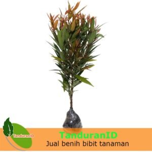 Pucuk Merah