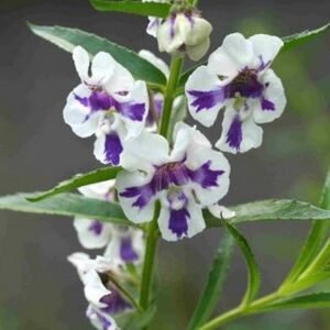Angelonia Bicolor