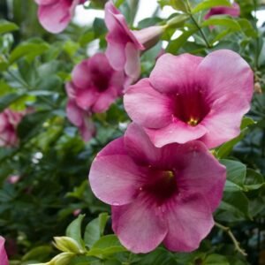 Alamanda Blanchetii
