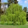 Babylon Willow / Liang Liu - Gambar 2