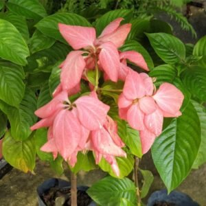 Nusa Indah Pink (Pink Mussaenda)