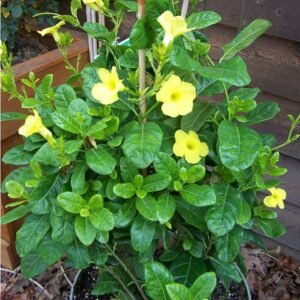 Mandevilla Kuning