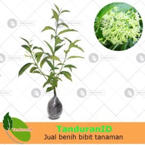 Arumdalu (Night Blooming Jasmine)