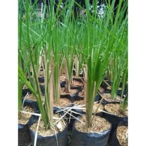 Akar Wangi ( Rumput Vetiver )