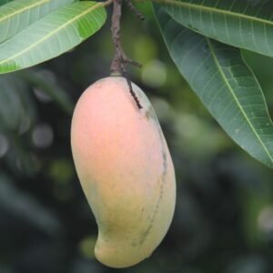 Mangga Pelangi (Mahachanok)