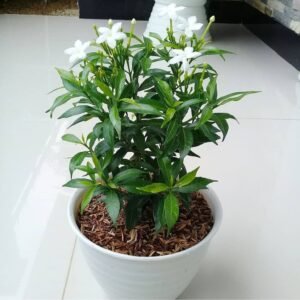 Rombusa Mini