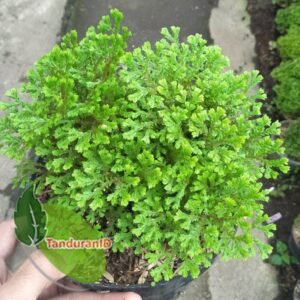 Ande Ande Lumut