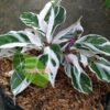 Calathea White Fusion - Gambar 2