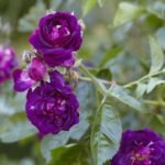 Mawar Ungu Magenta