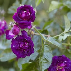 Mawar Ungu Magenta