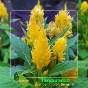 Yellow Celosia
