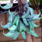 Flame Irian Biru