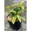 Aphelandra Kuning - Gambar 3