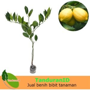 Jeruk Lemon Eureka