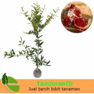 Delima Merah