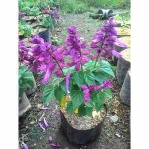 Salvia Ungu