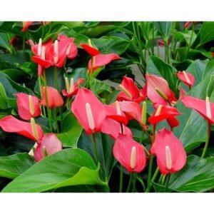 Anthurium Merah Lokal